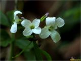 Cardamine bulbifera