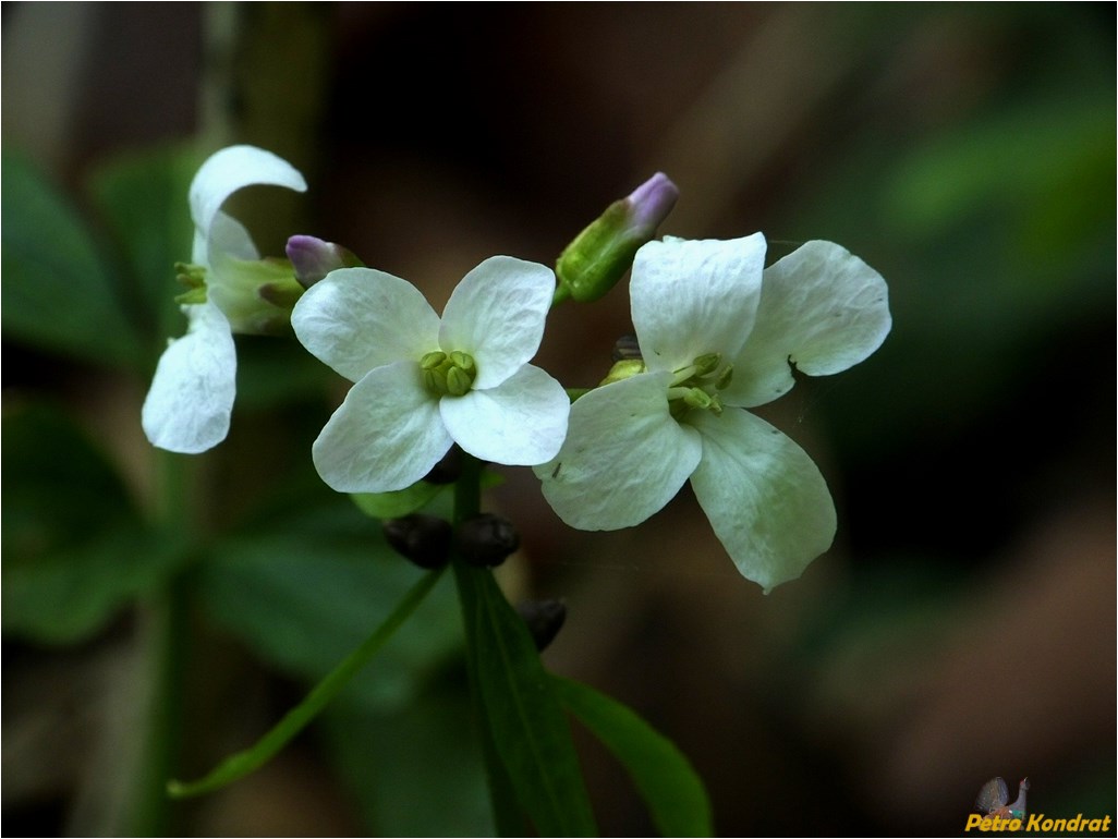 Изображение особи Cardamine bulbifera.