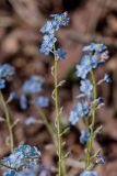 Myosotis lithospermifolia