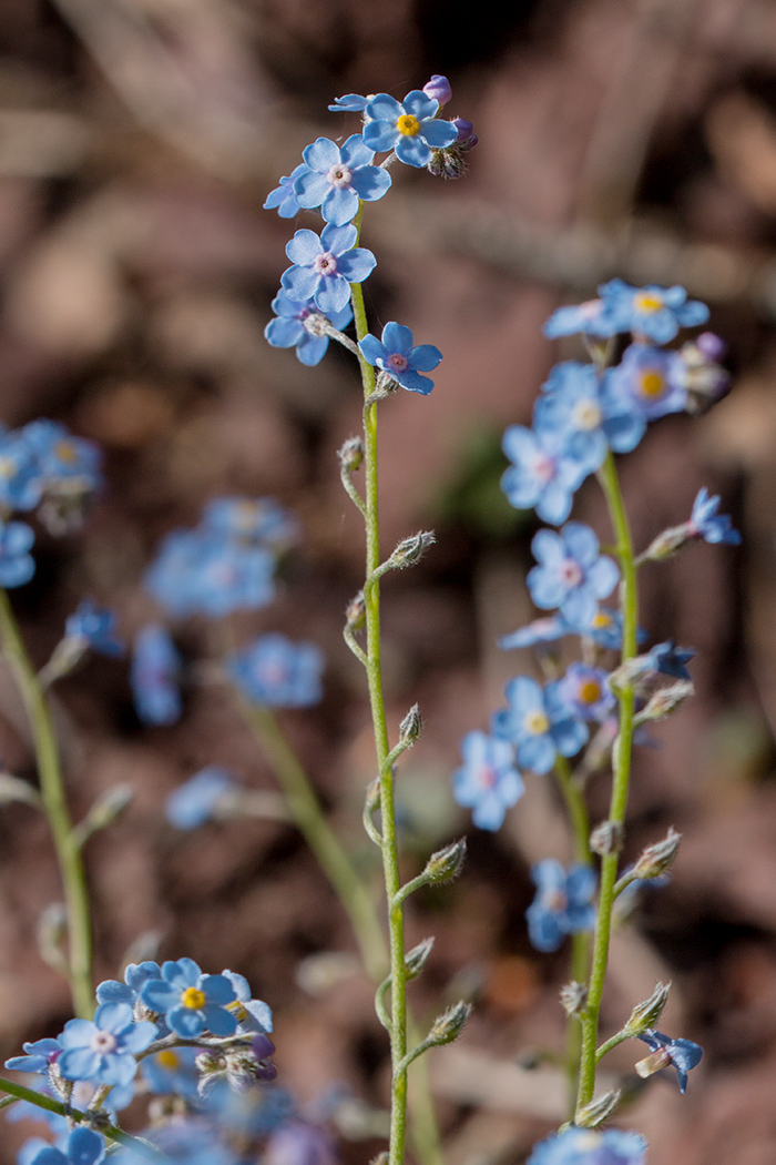 Image of Myosotis lithospermifolia specimen.