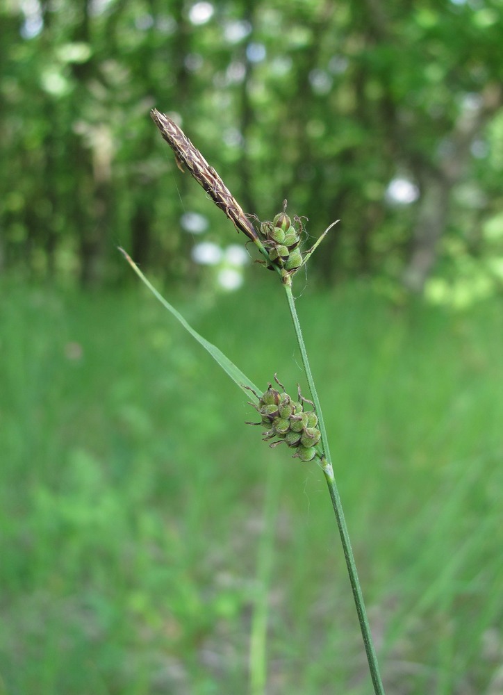 Image of Carex tomentosa specimen.