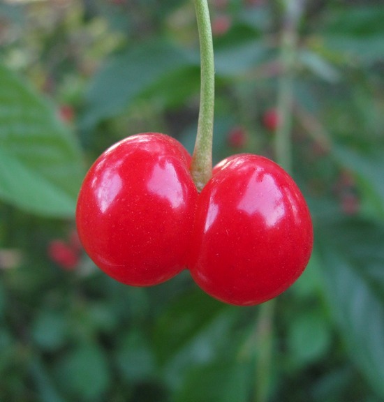 Image of Cerasus vulgaris specimen.