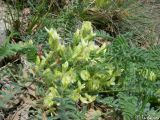 Astragalus utriger