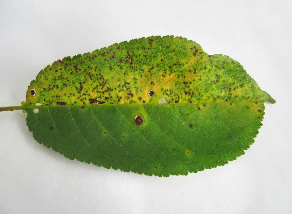 Image of Cerasus vulgaris specimen.