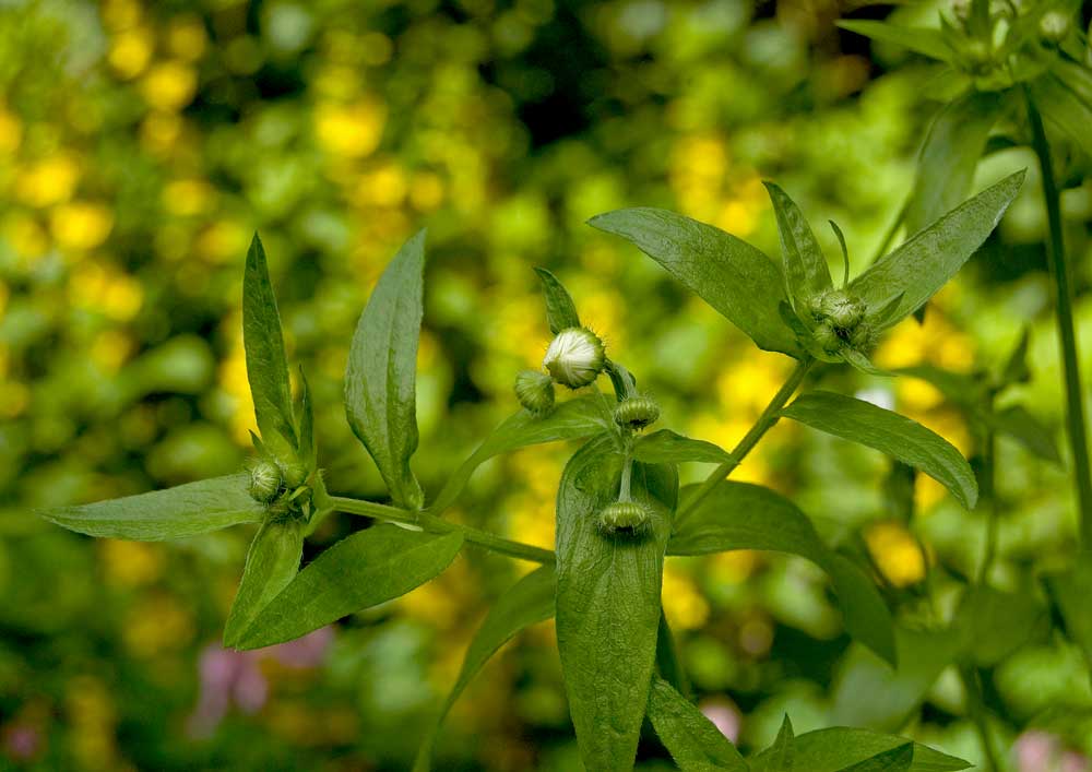 Image of Erigeron annuus specimen.