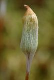 Polytrichum juniperinum. Коробочка с колпачком. Московская обл., Талдомский р-н, обочина лесной дороги. 09.06.2017.