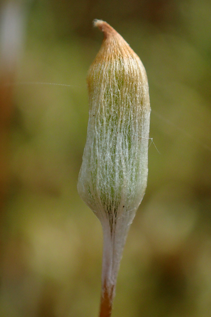 Image of Polytrichum juniperinum specimen.