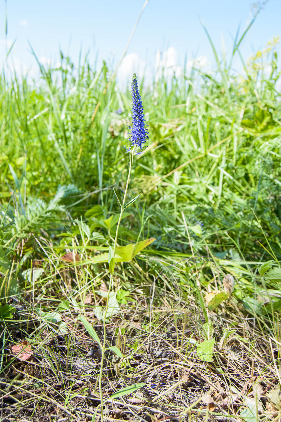 Image of Veronica spicata specimen.