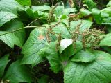 Rodgersia podophylla