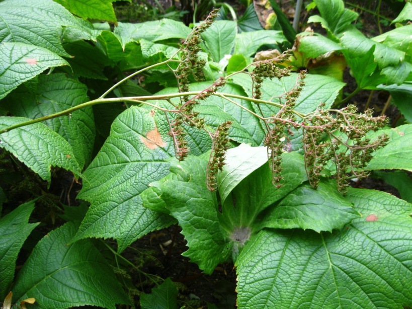 Изображение особи Rodgersia podophylla.