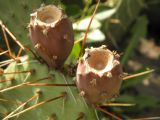 Opuntia phaeacantha var. camanchica