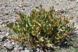 Aconogonon hissaricum