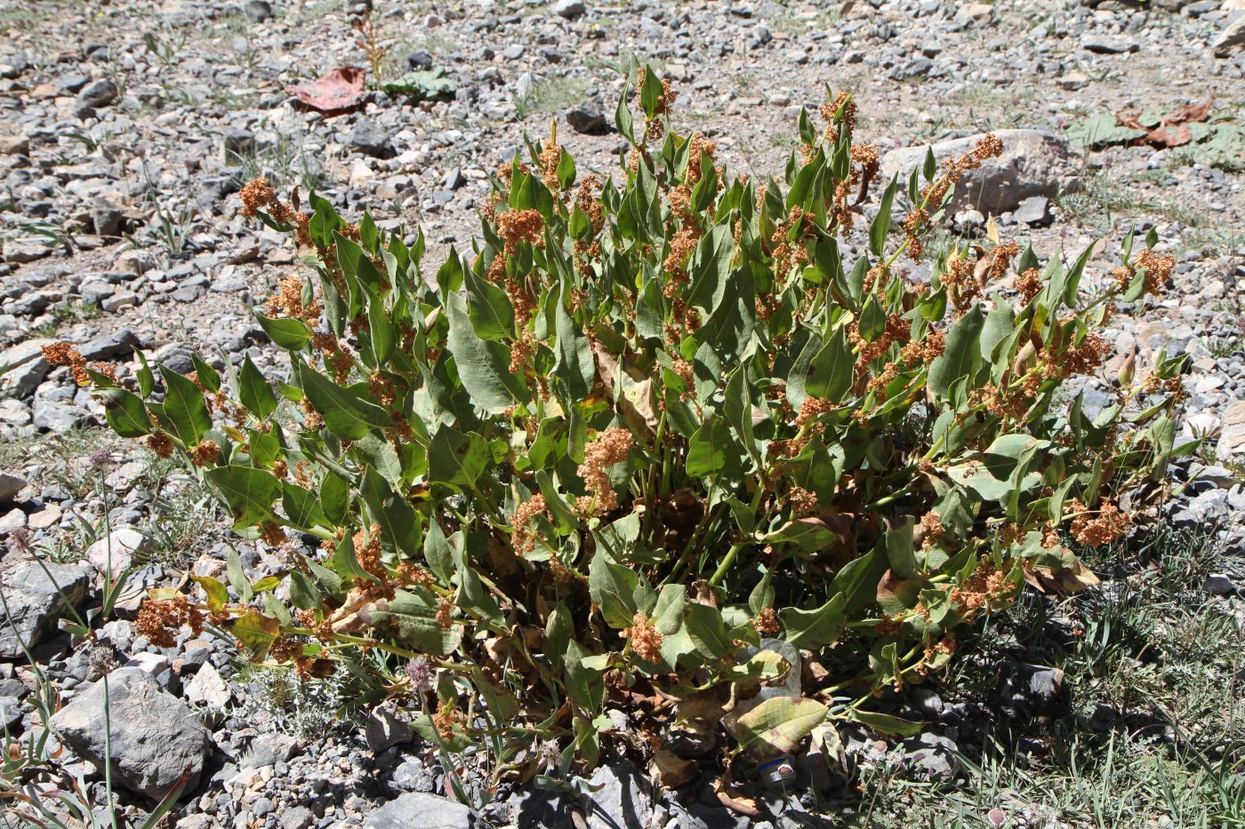 Изображение особи Aconogonon hissaricum.