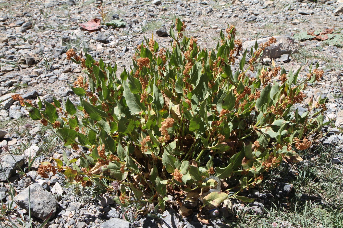 Image of Aconogonon hissaricum specimen.