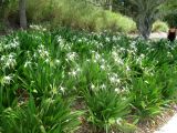 Hymenocallis littoralis
