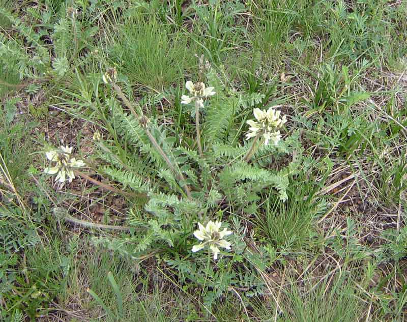 Изображение особи Oxytropis macrocarpa.