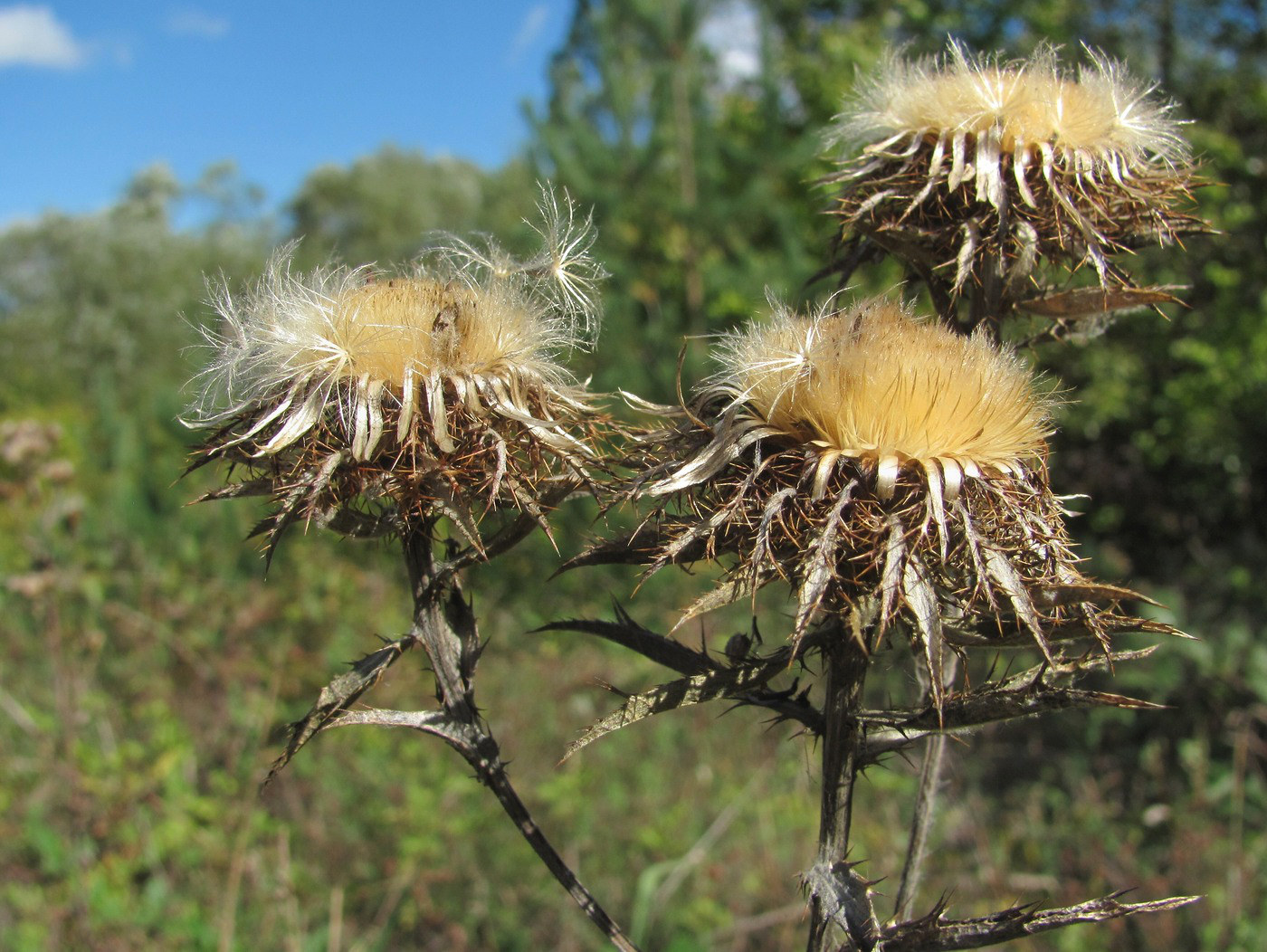 Изображение особи Carlina biebersteinii.