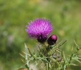Cirsium elbrusense. Верхушка побега с соцветиями. Кабардино-Балкария, Эльбрусский р-н, окр. пос. Эльбрус, ок. 1900 м н.у.м, сыроватое место на склоне горы. 29.07.2017.