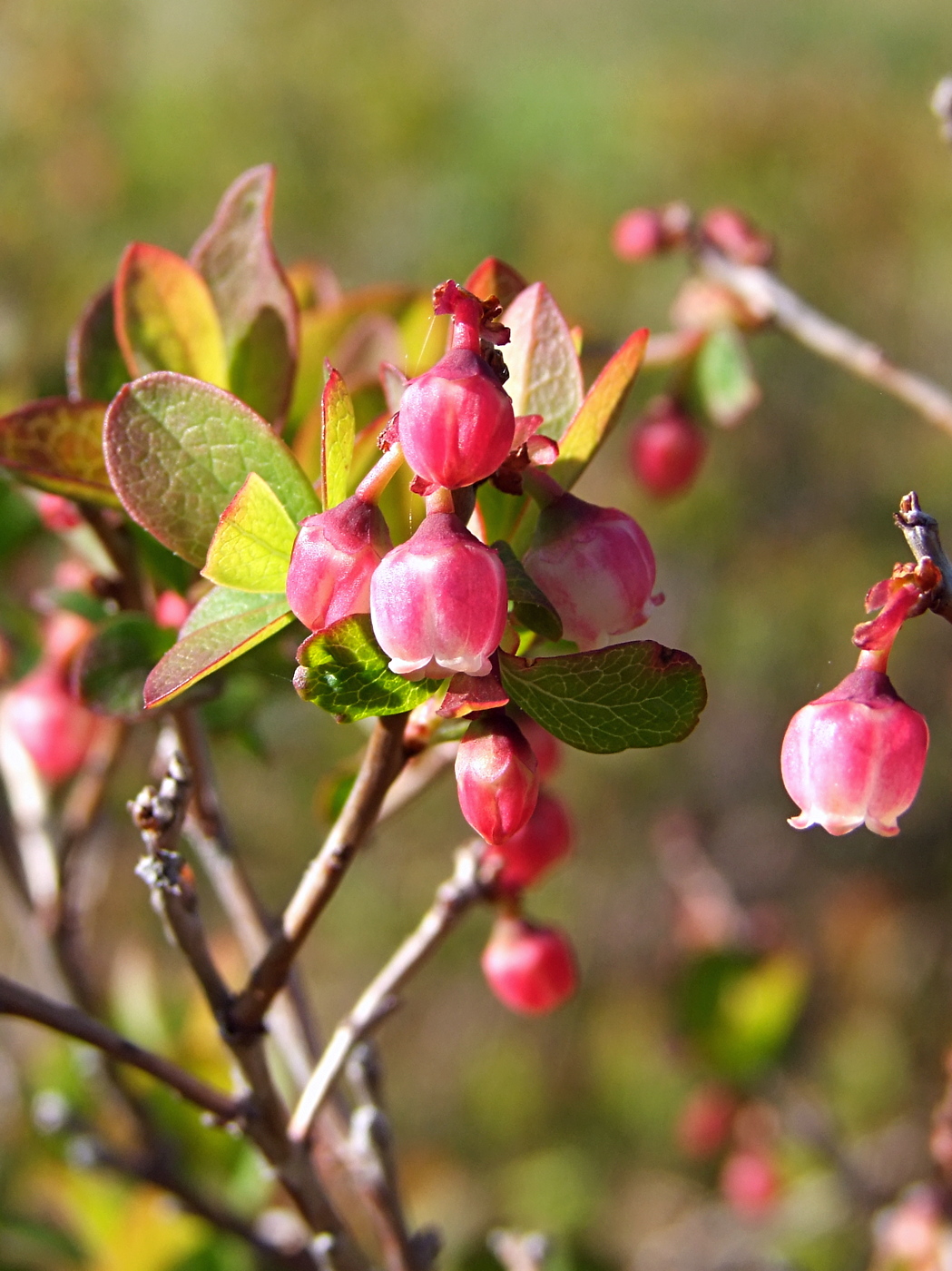 Image of Vaccinium uliginosum specimen.