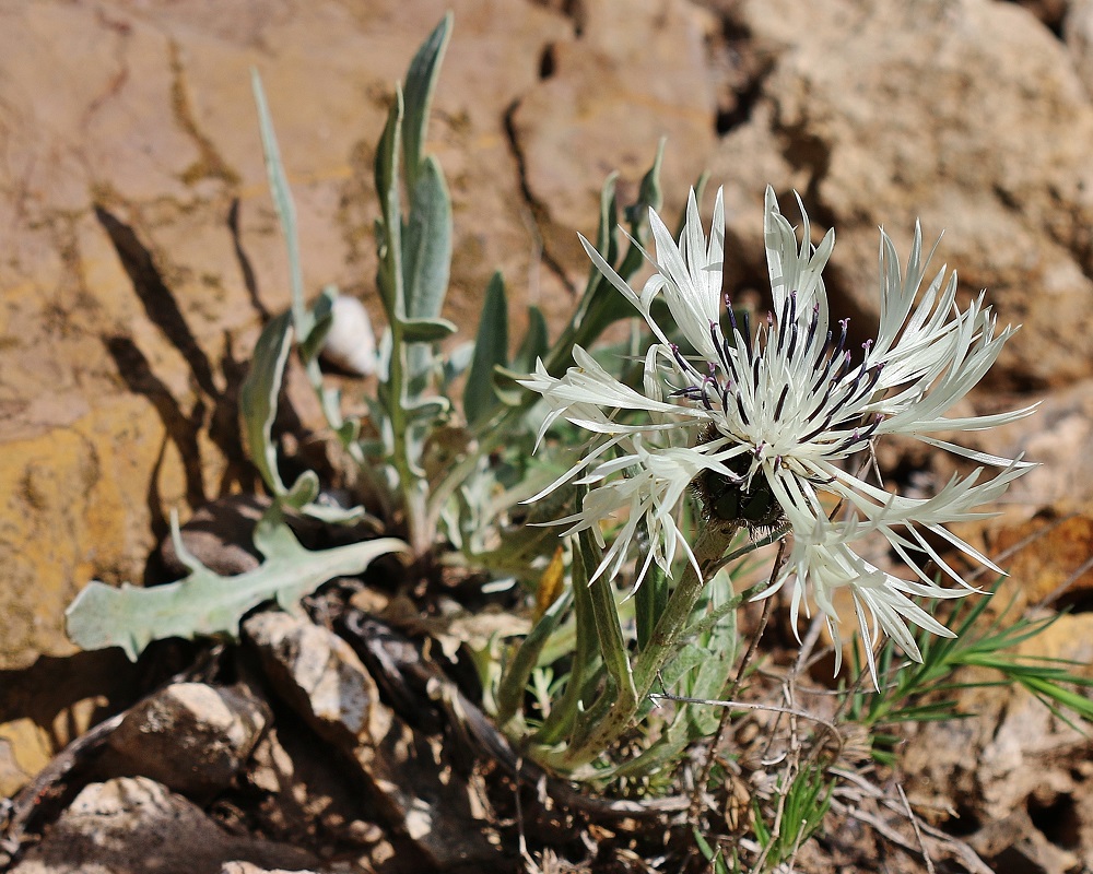 Image of Centaurea cheiranthifolia specimen.