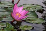 Nymphaea odorata