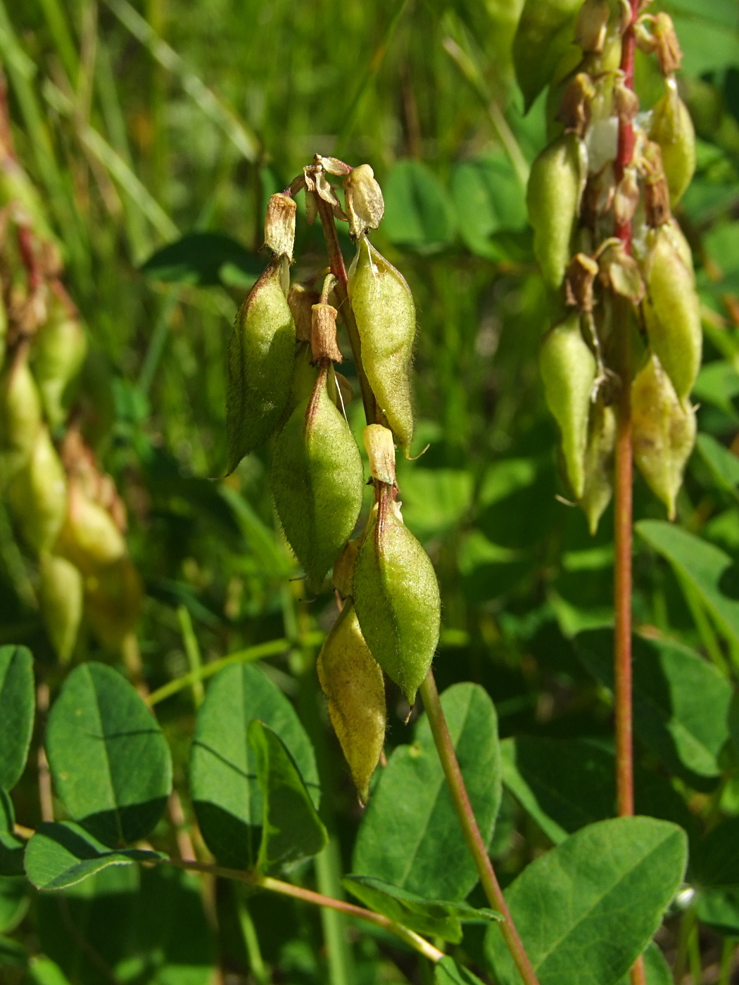 Image of Astragalus frigidus specimen.