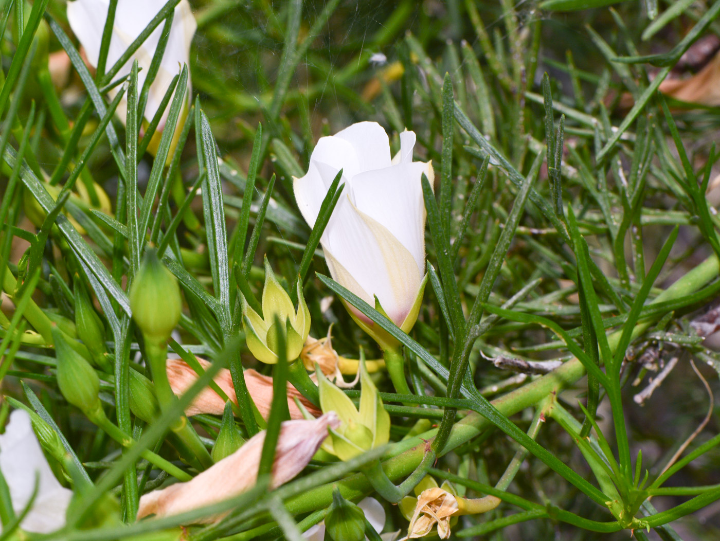 Изображение особи Alyogyne hakeifolia.