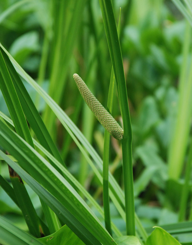 Image of Acorus calamus specimen.