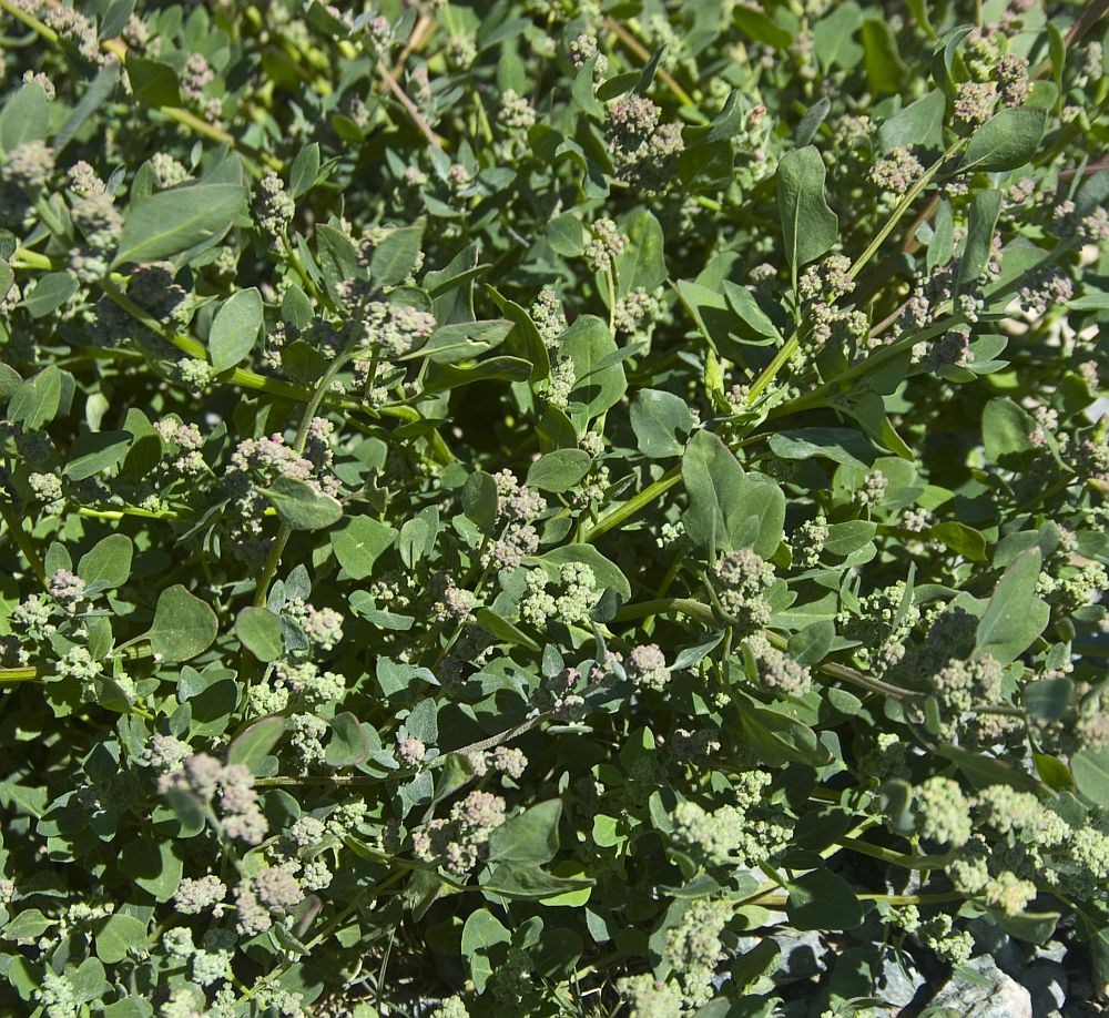 Image of Chenopodium karoi specimen.