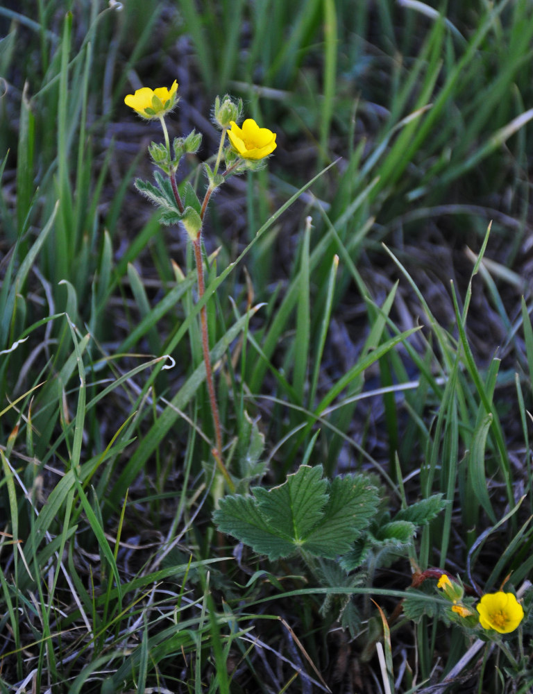 Изображение особи Potentilla evestita.