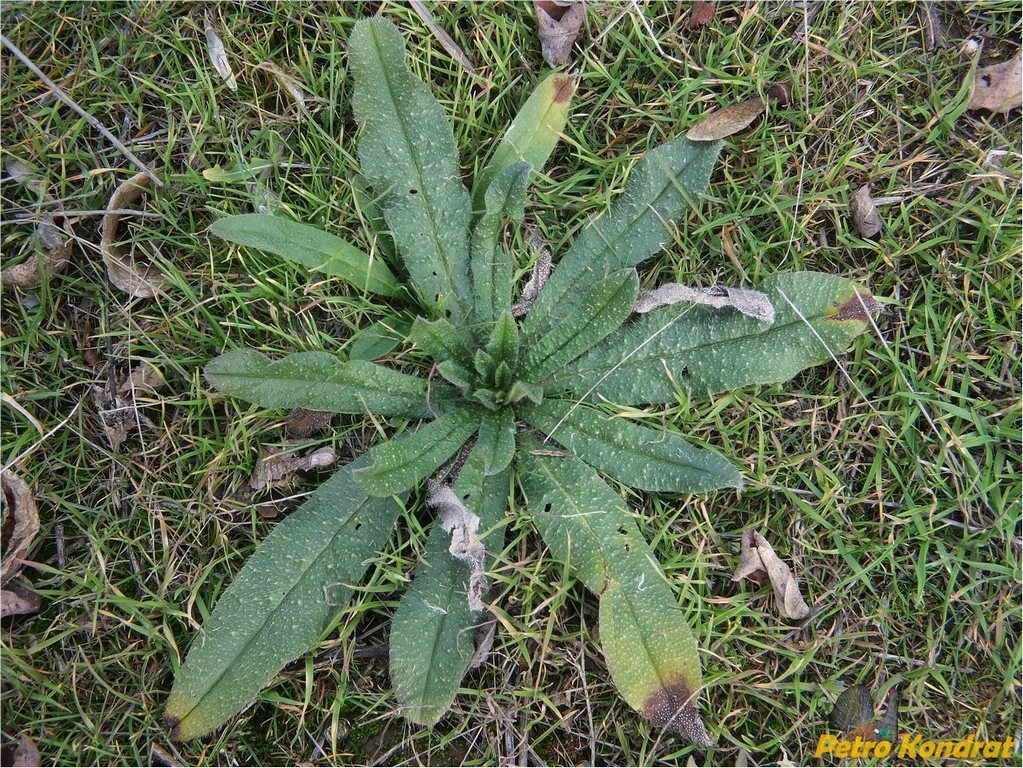 Image of Echium vulgare specimen.