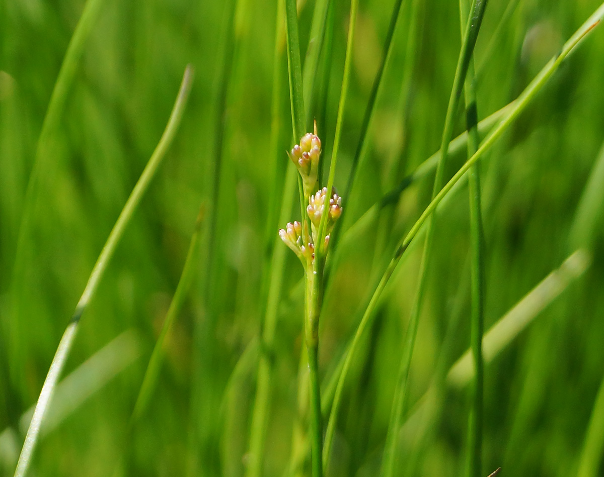 Изображение особи Juncus compressus.