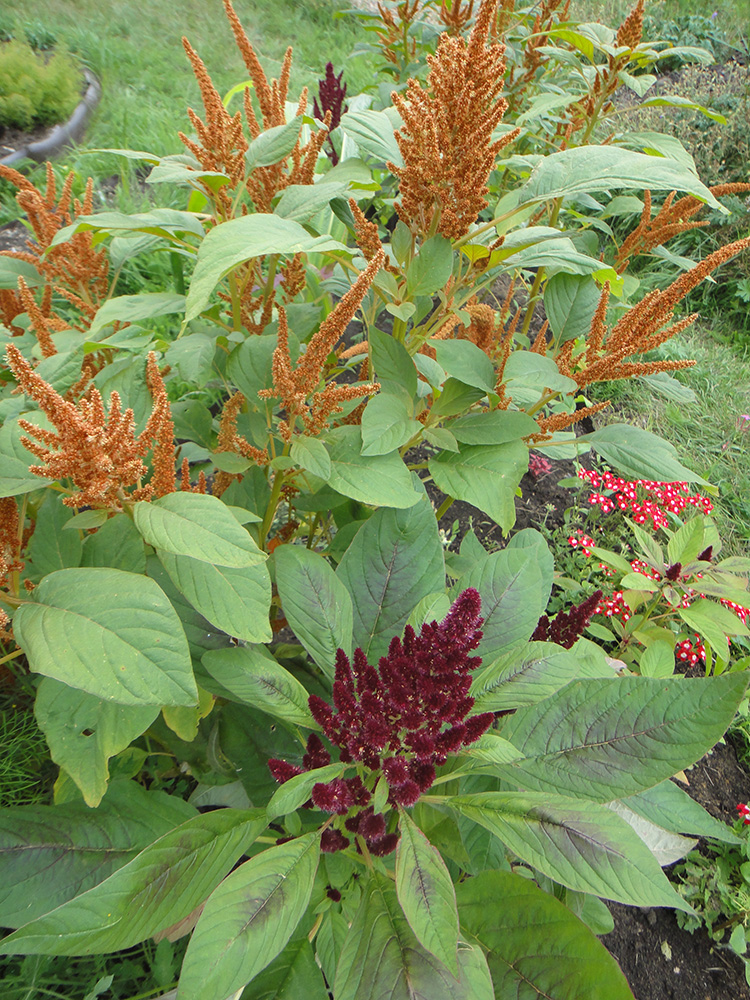 Image of Amaranthus hypochondriacus specimen.