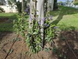 Petrea volubilis