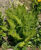 Dryopteris oreades