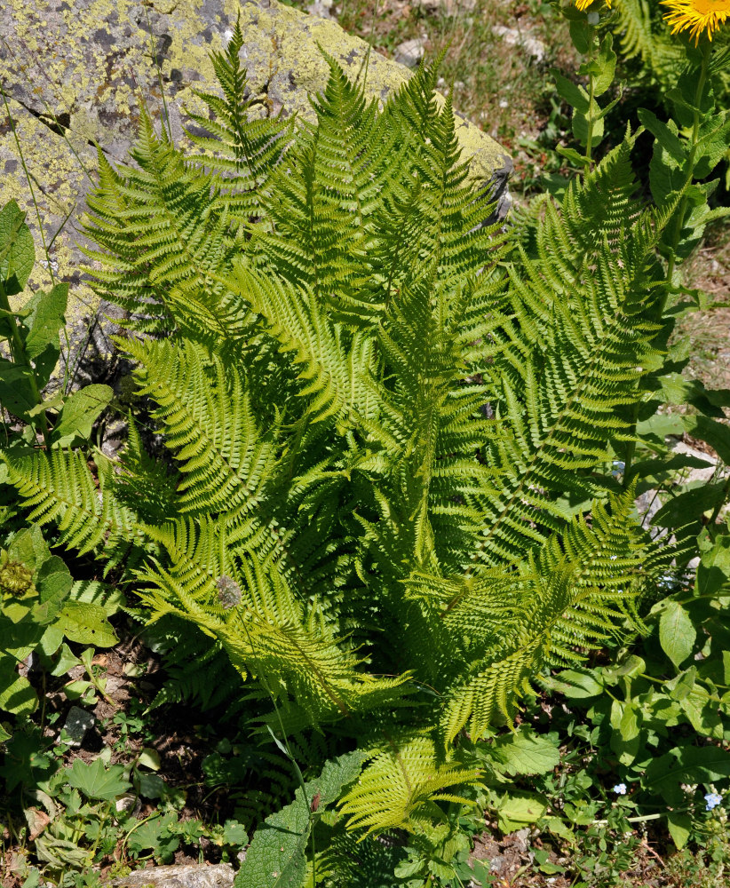 Изображение особи Dryopteris oreades.