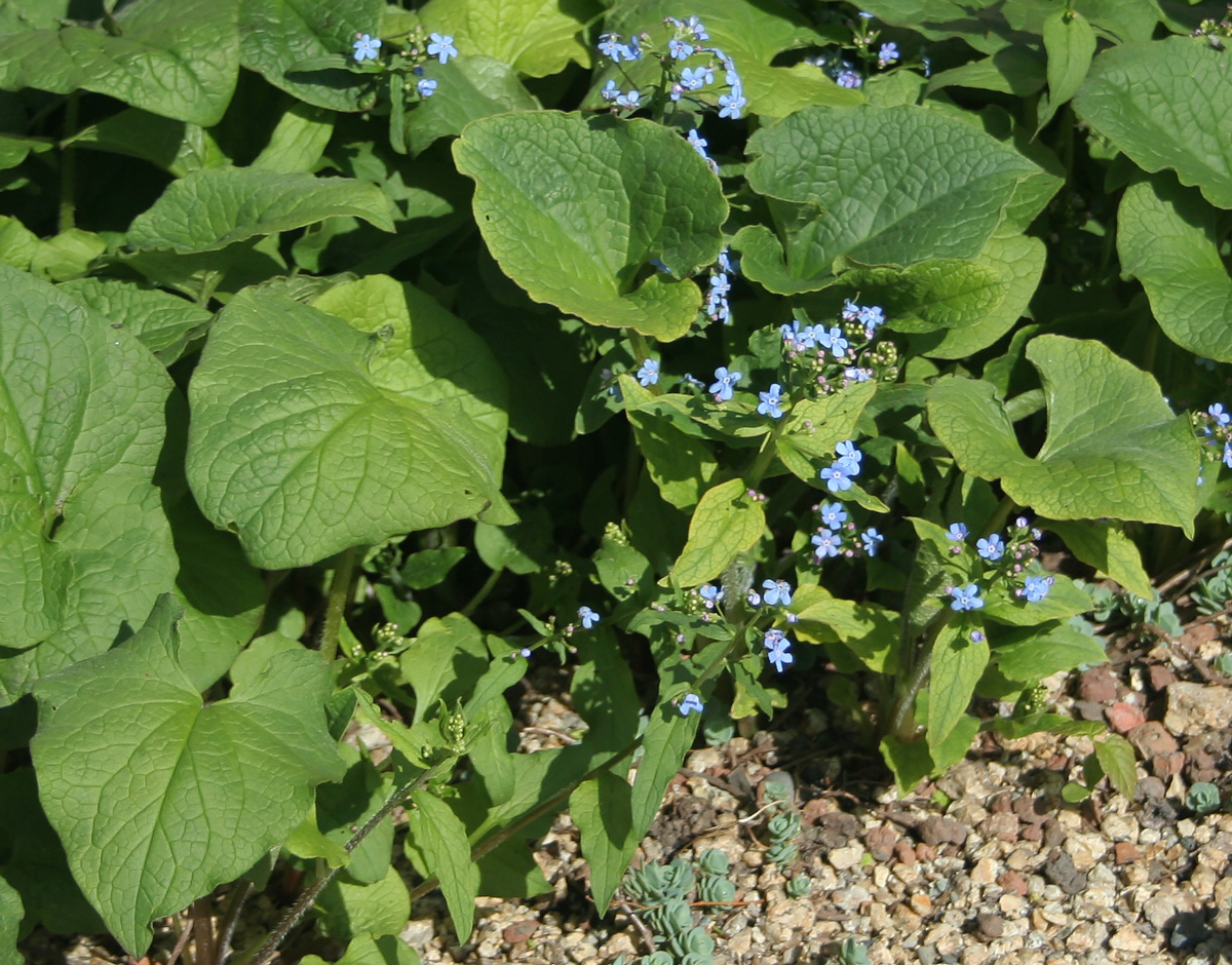 Image of Brunnera macrophylla specimen.