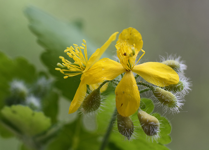 Изображение особи Chelidonium majus.