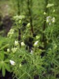 Malva moschata. Верхушка растения с бутонами. Пермский край, г. Пермь, Кировский р-н, цветочная клумба у административного здания, в культуре. 08.07.2017.