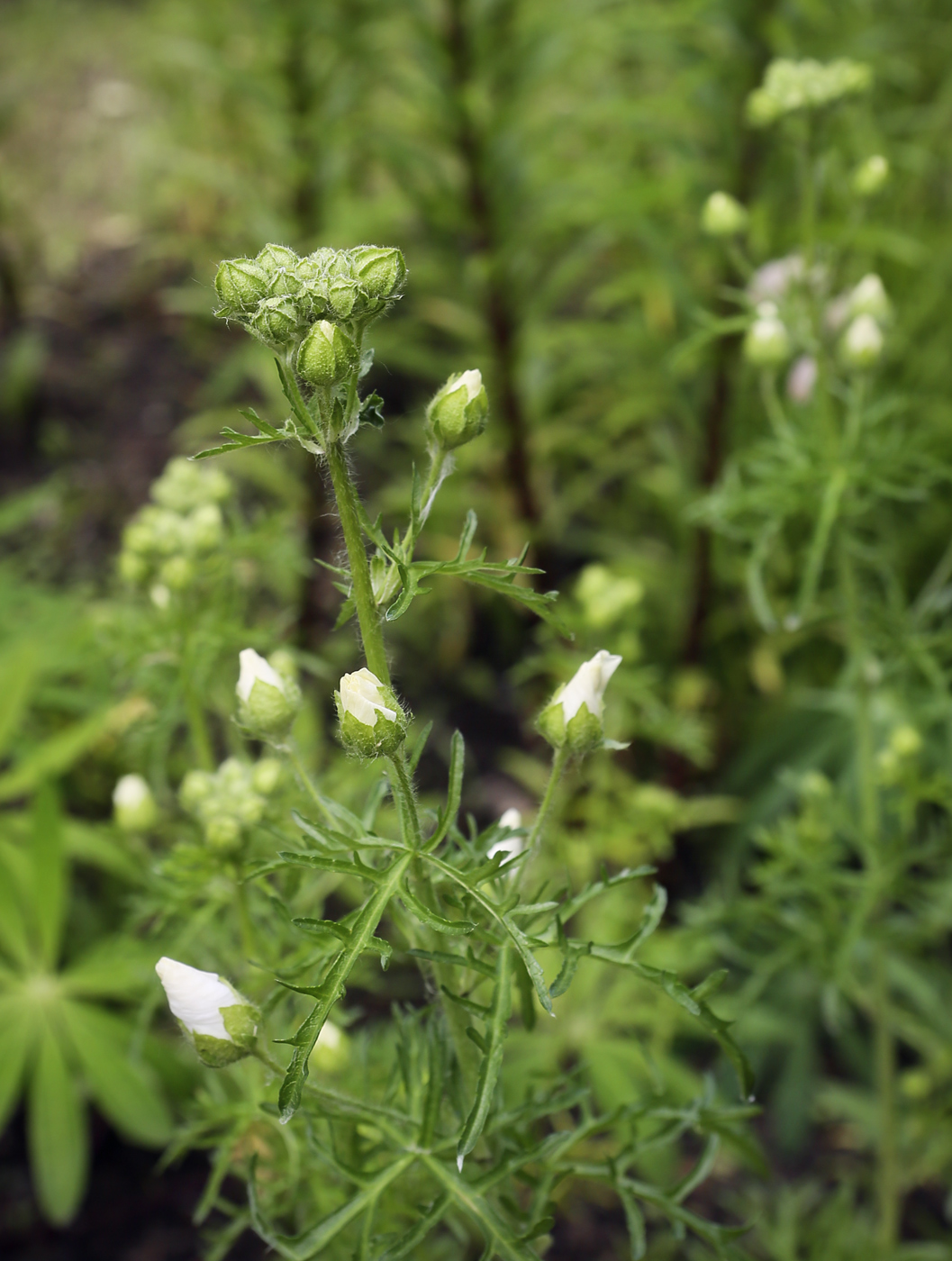 Image of Malva moschata specimen.