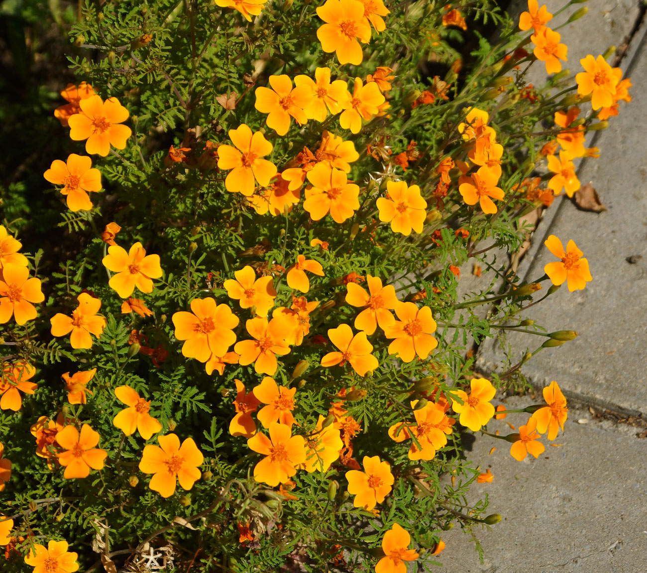 Изображение особи Tagetes tenuifolia.