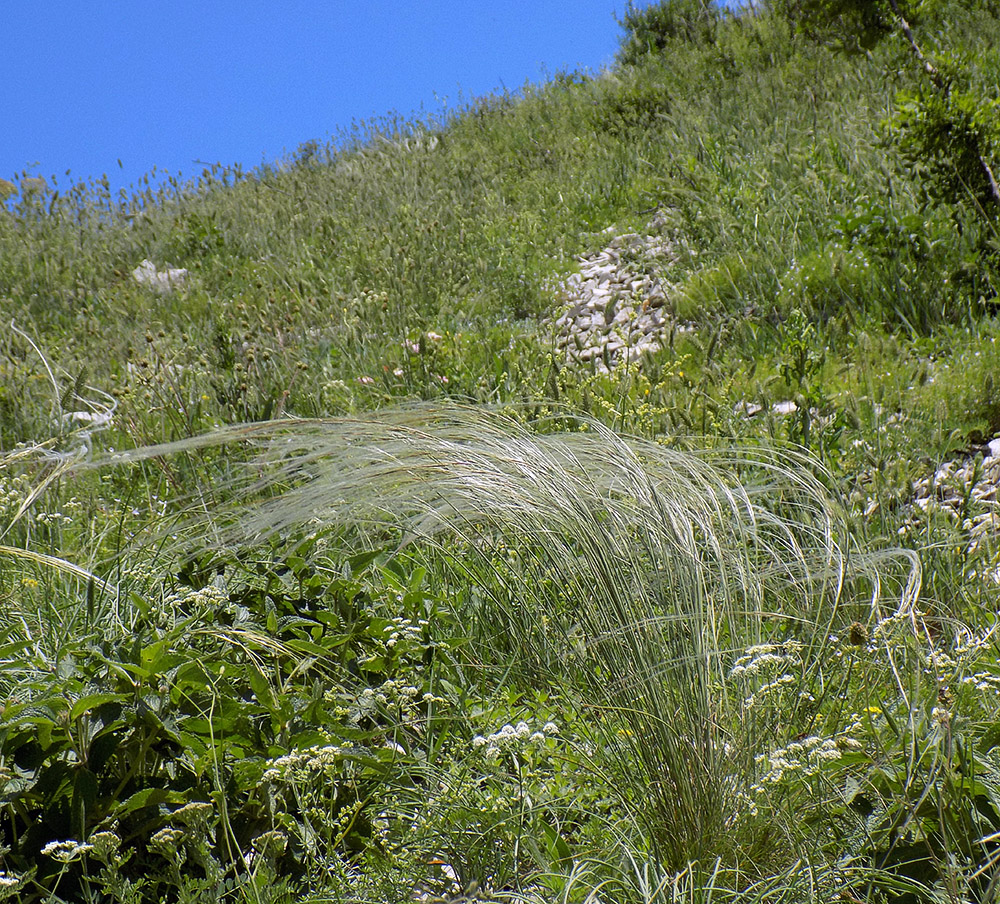 Изображение особи Stipa pulcherrima.