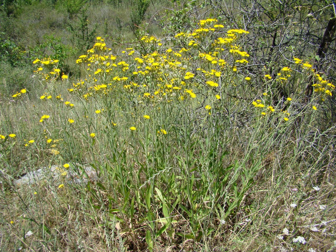 Image of Pilosella massagetovii specimen.