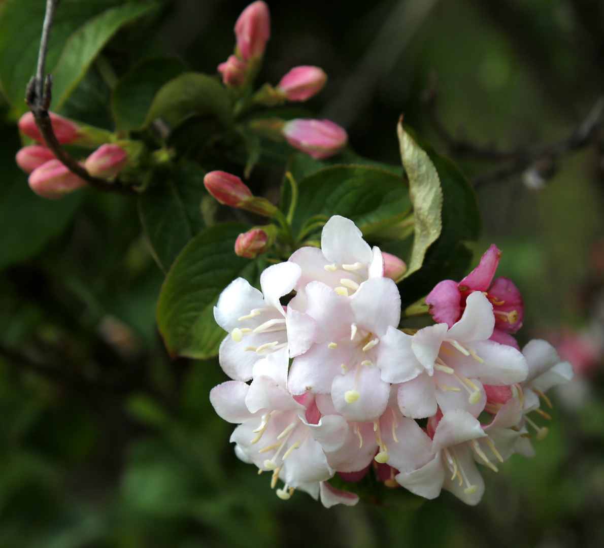 Image of Weigela floribunda specimen.