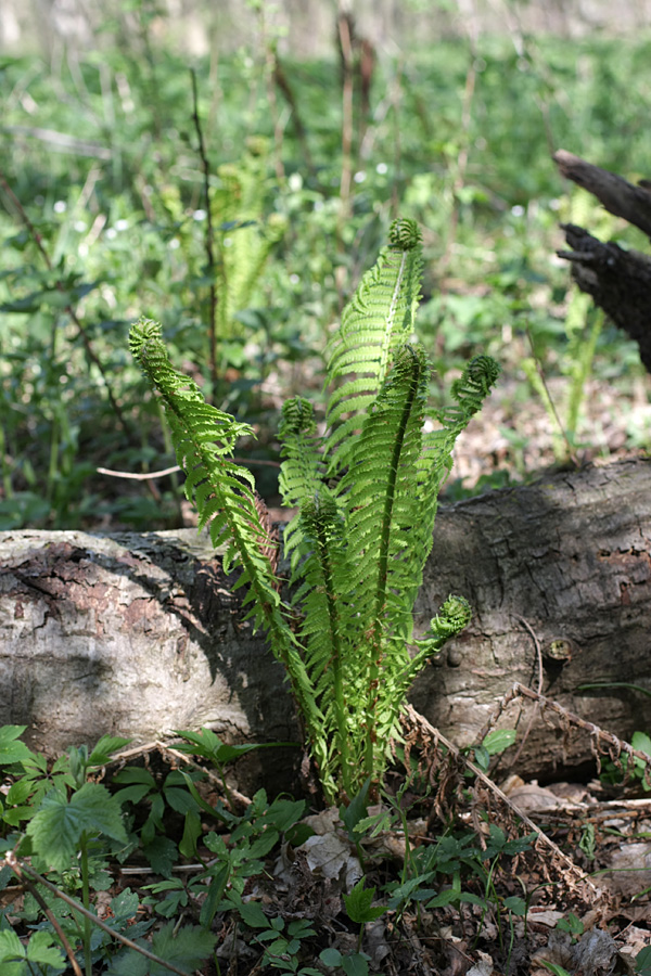 Image of Matteuccia struthiopteris specimen.