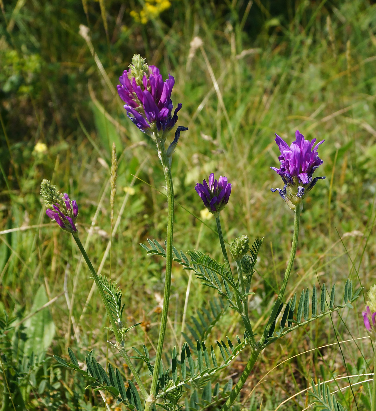 Image of Astragalus onobrychis specimen.