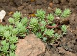 Sedum pallidum ssp. bithynicum