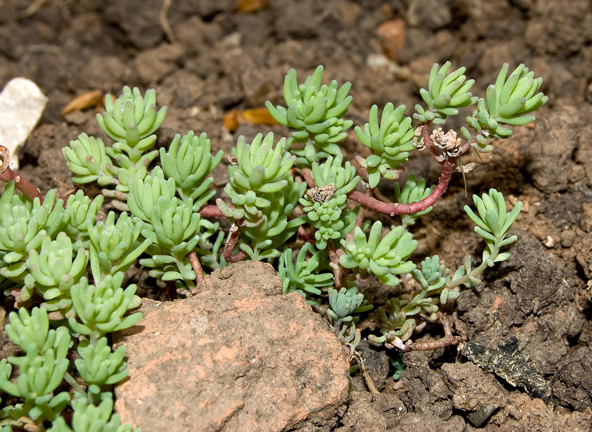 Image of Sedum pallidum ssp. bithynicum specimen.