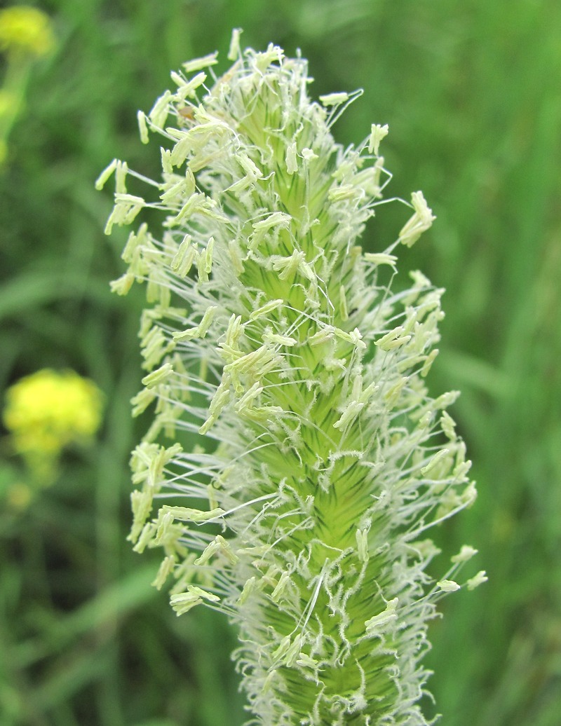 Image of Alopecurus arundinaceus specimen.