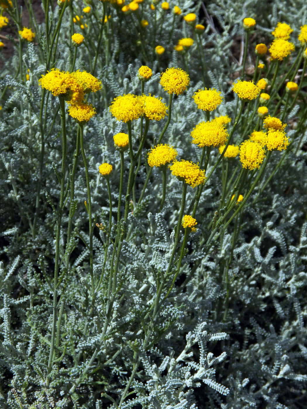 Image of Santolina chamaecyparissus specimen.